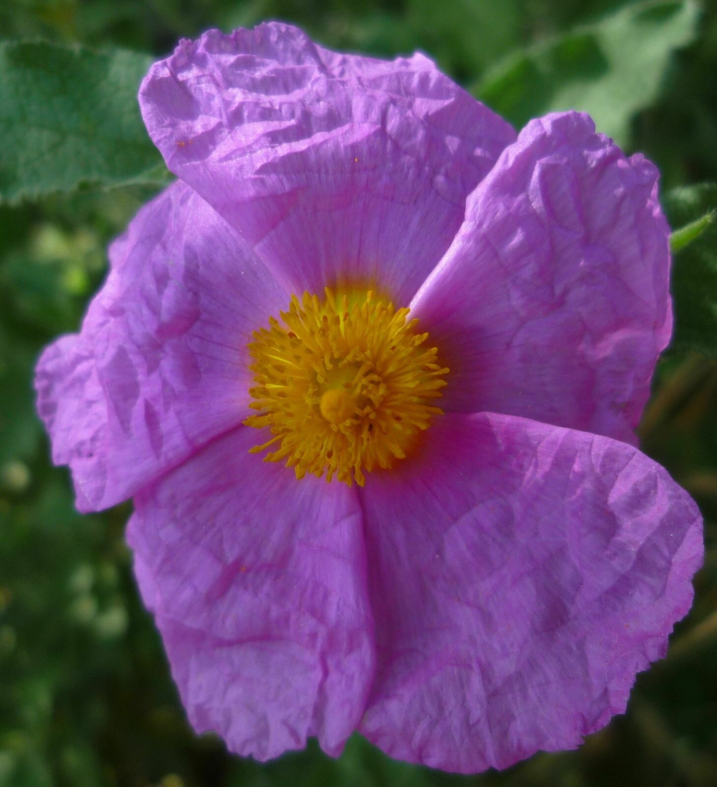 High Resolution Cistus incanus Flower